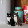 Sel poivre chat 2
